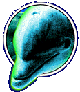dolphin