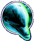 dolphin